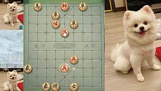 5月29日晚间直播中，象棋嗨翻天