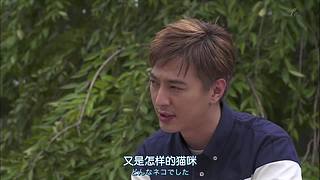 猫步走世界，萌宠24小时轮播