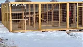 一只和人类共同生活了8年的美洲狮