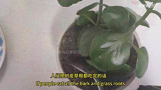 喜欢我的视频或想和我玩，请关注，打赏我哟