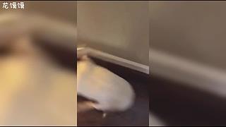 动物迷惑行为大赏