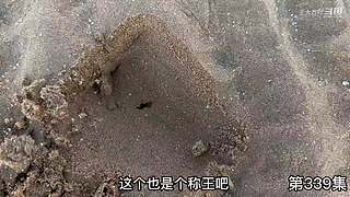 大齐赶海，又是出大货的一天