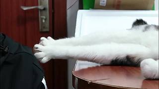 里面全是小猫咪