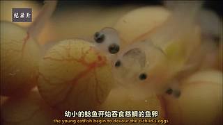 看遍世界各地的纪录片