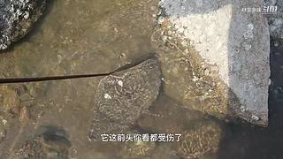 渔妹带你来赶海，来看有没有你没见过的