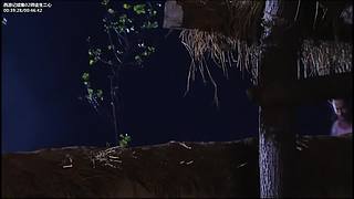 美丽的孔雀公主