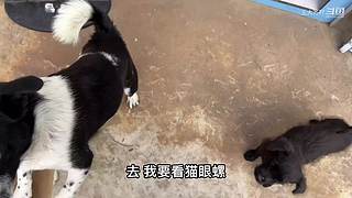 大齐赶海，又是出大货的一天