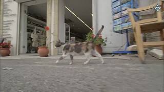 猫步走世界，萌宠24小时轮播
