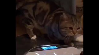 里面全是小猫咪