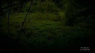 一起看英仙座流星雨