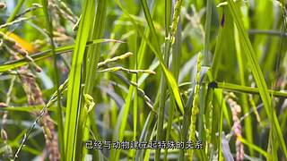 [大自然纪录片]轮播