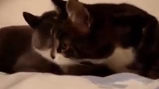 【亚巴拉辛巴】搞笑+游戏