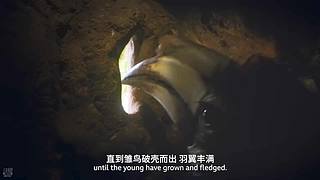 [大自然纪录片]轮播