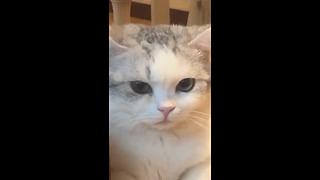 【亚巴拉辛巴】搞笑+游戏