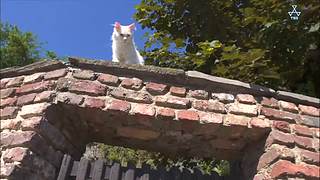 猫步走世界，萌宠24小时轮播