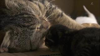 猫步走世界，萌宠24小时轮播