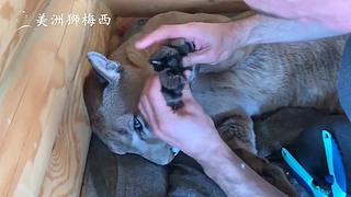一只和人类共同生活了8年的美洲狮