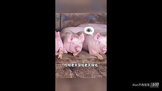 星球大战前线2玩玩看。