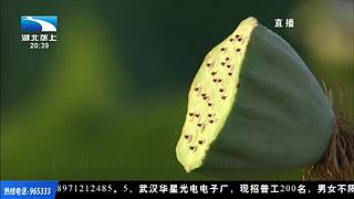 惠影湖北乐享生活-惠民观影活动发布仪式
