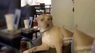 唉呀妈呀！笑抽抽了！