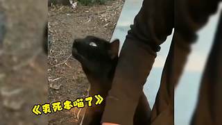 唉呀妈呀！笑抽抽了！