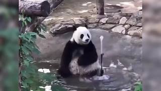 动物迷惑行为大赏