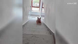 动物迷惑行为大赏