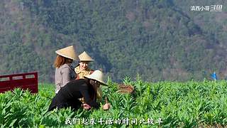 滇西小哥的美食视频