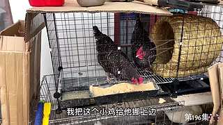 大齐赶海，又是出大货的一天