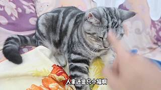 里面全是小猫咪