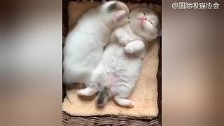 里面全是小猫咪