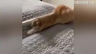 里面全是小猫咪
