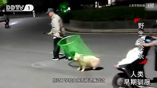 魏蜀吴群雄争霸，发弹幕加入国战
