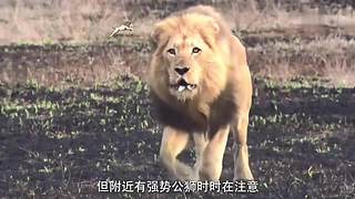 [大自然纪录片]轮播