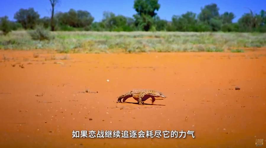 [大自然纪录片]轮播