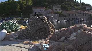 猫步走世界，萌宠24小时轮播
