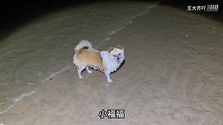 大齐赶海，又是出大货的一天