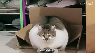 搞笑天堂岛