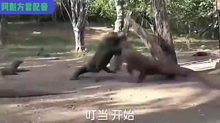 阿魁方言配音的直播间