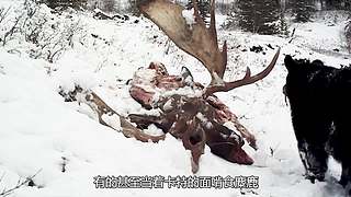 荒野求生纪录片小天地