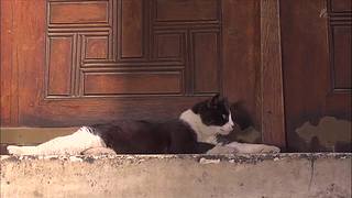 猫步走世界，萌宠24小时轮播