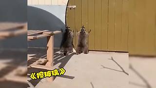 唉呀妈呀！笑抽抽了！