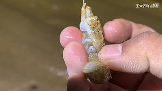 大齐赶海，又是出大货的一天