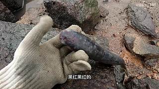 渔妹带你来赶海，来看有没有你没见过的