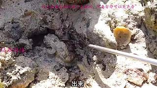 【钻石双倍】7月第一天就收到树哥的公爵~