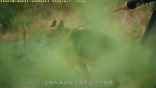 【双倍】帕鲁1.0~世界树~来啦