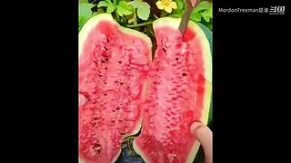 趣味视频集锦