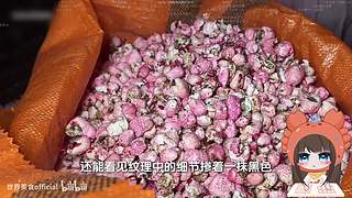 聪明蛋小修！最爱小修战士了