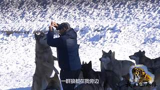 【狼王出没】欢迎围观我的新疆养狼日常！