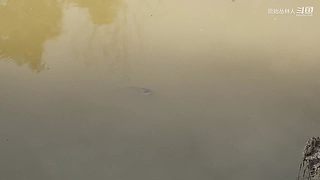 东南亚丛林生活实录
